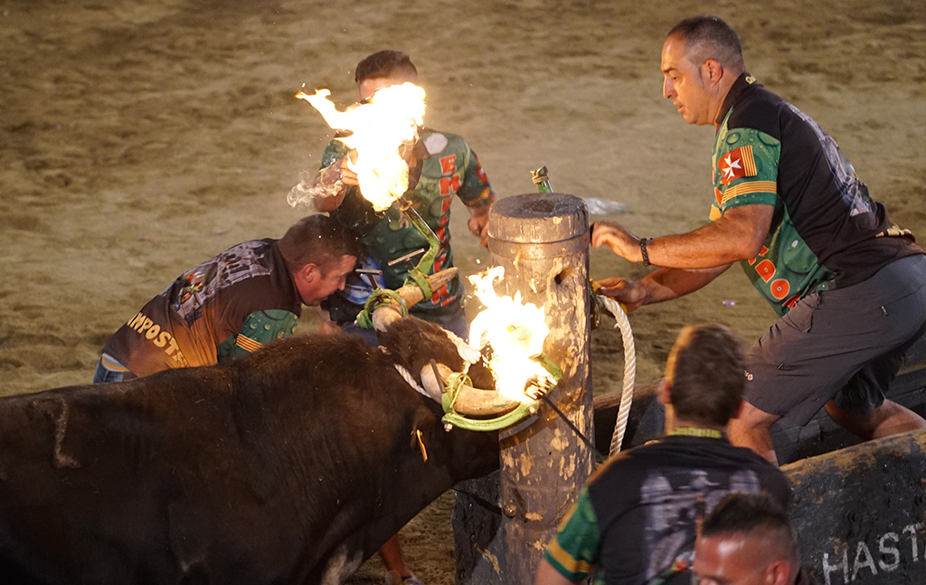 Fire bulls Fire bulls