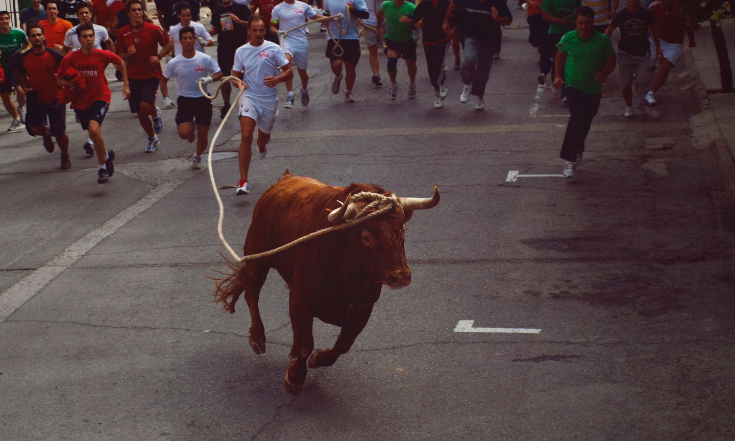Rope bulls Rope bulls