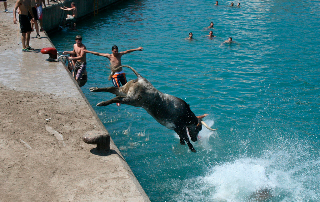 Bulls in the sea Bulls in the sea