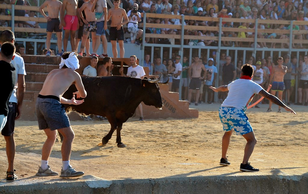 Bullring bulls